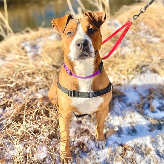 BRADLEY, Adoptable, Young Male American Staffordshire Terrier & Mixed Breed.