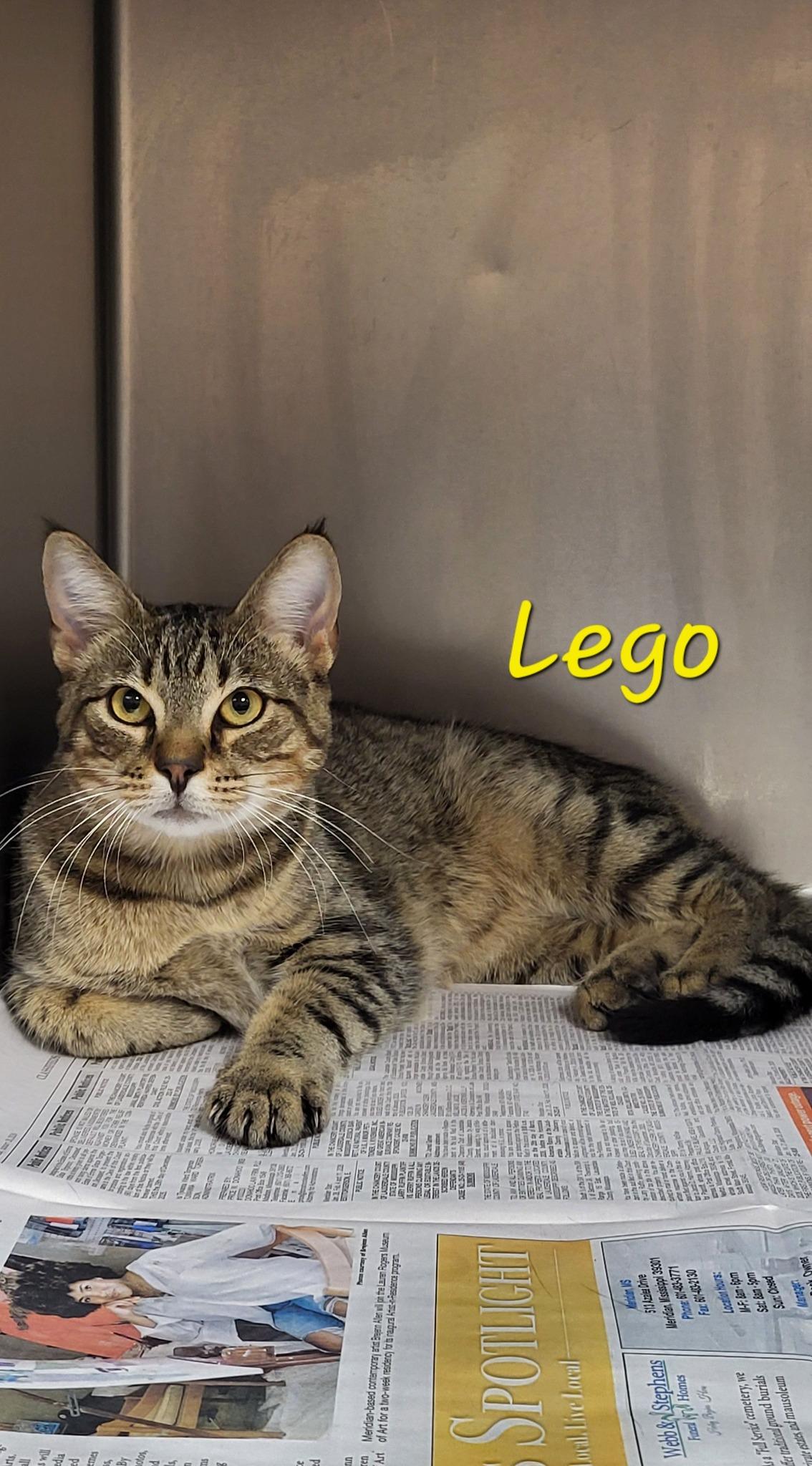 Lego, adopted, Young Male Domestic Short Hair.