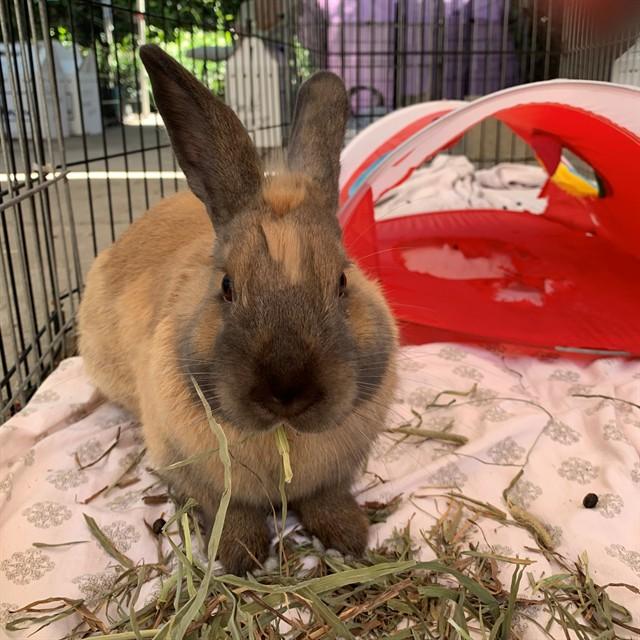 Enlarge BINNS, a Adoptable Bunny Rabbit in San Jose, CA image 1/1