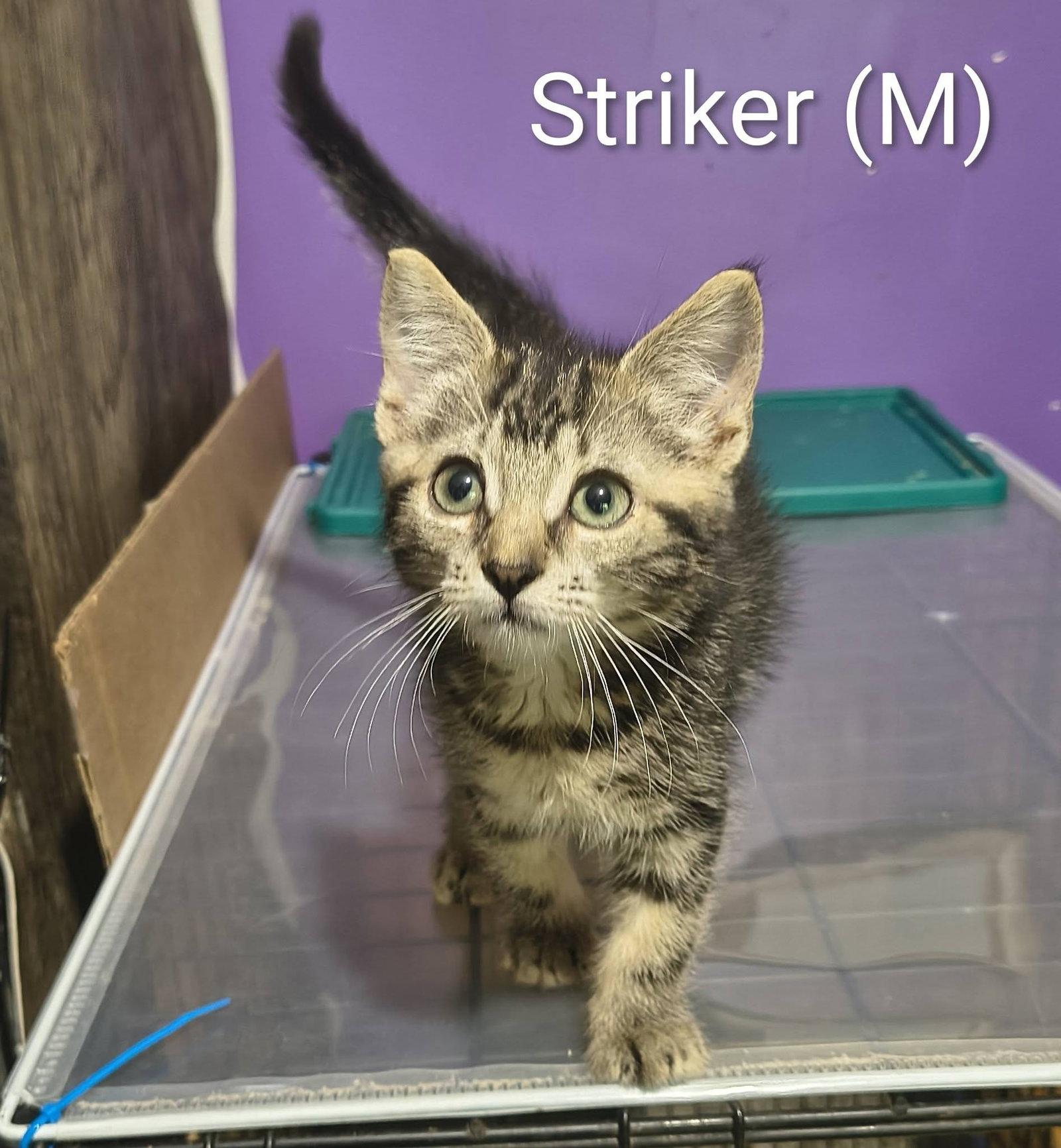 Striker, Adoptable, Kitten Male Domestic Short Hair & Tabby.