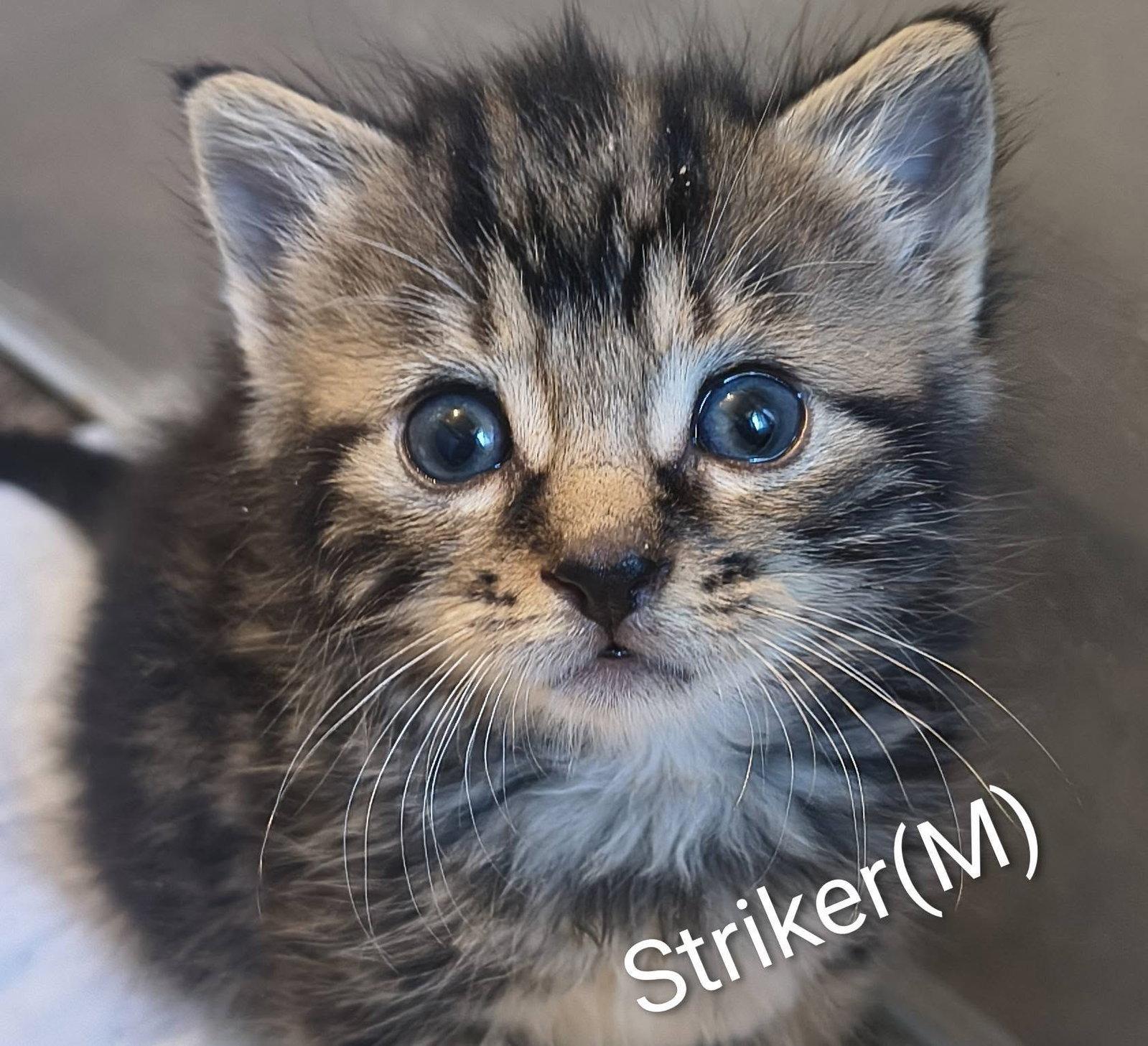 Striker, a Adoptable mixed breed in Saugerties, NY image 2/3