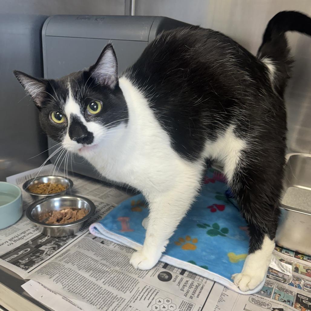 Jack, ADOPTABLE, Adult Male Domestic Short Hair.