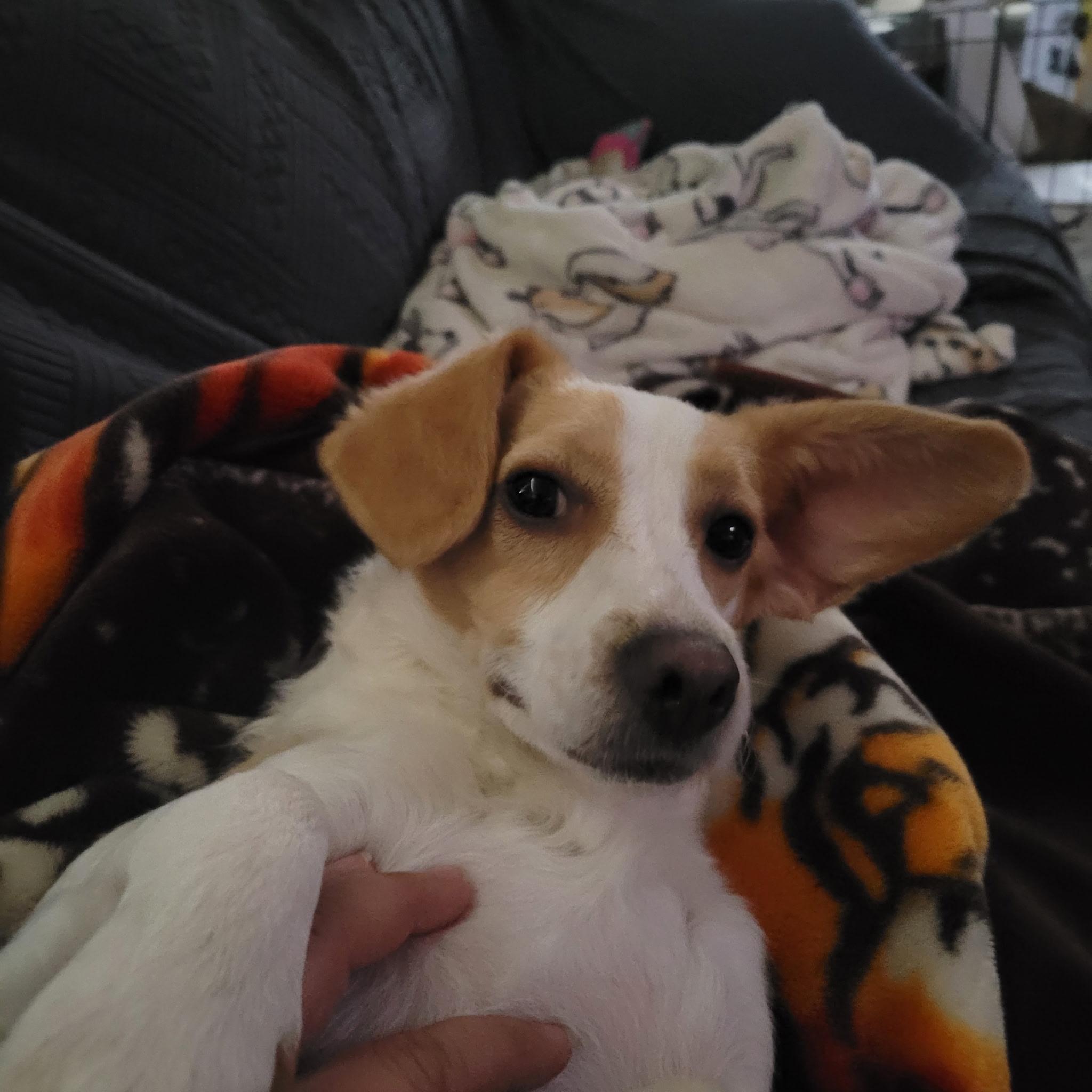 Dobby The Tumbleweed, adopted, Adult Male Chihuahua.