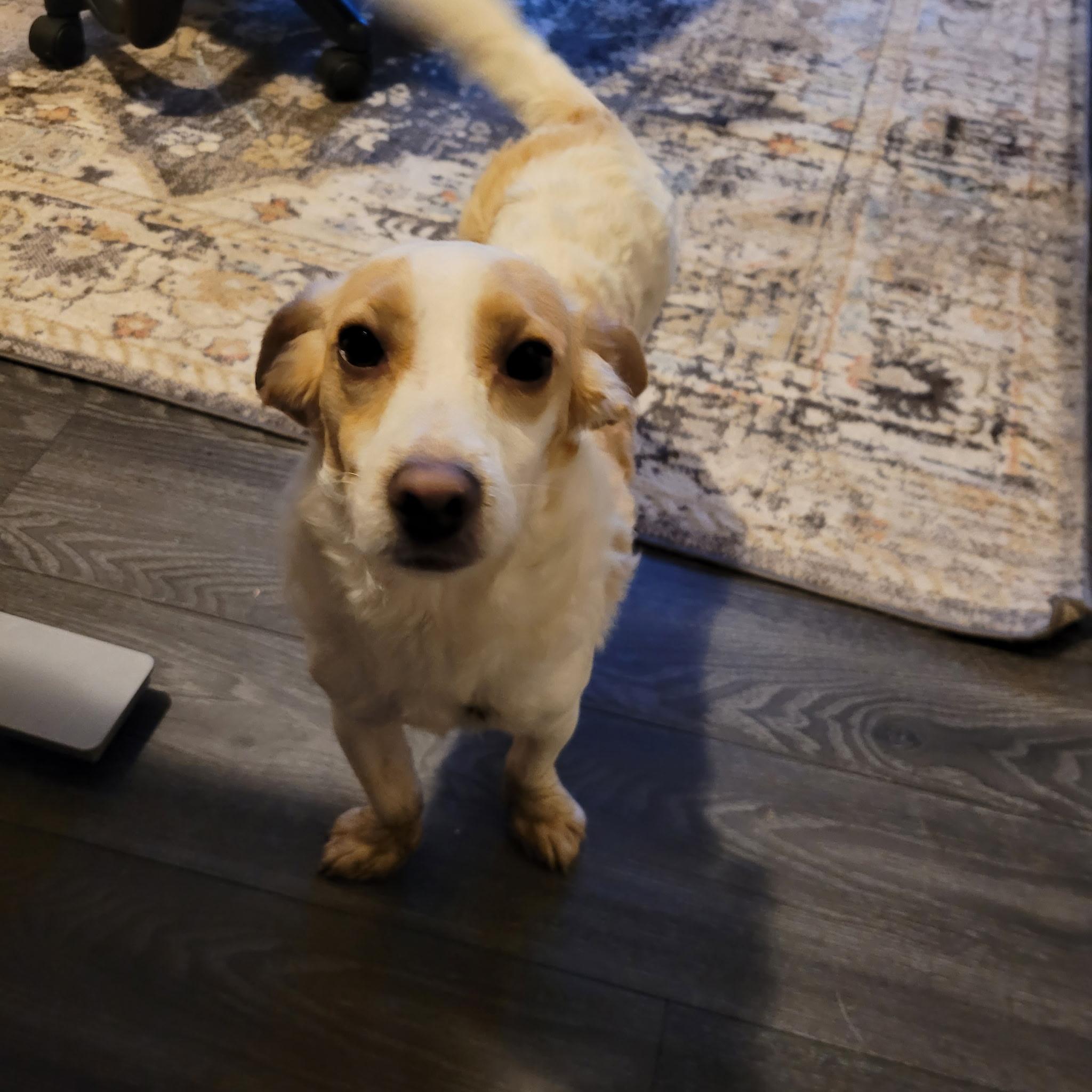 Enlarge Dobby The Tumbleweed, an adopted mixed breed in Lacey, WA image 5/5