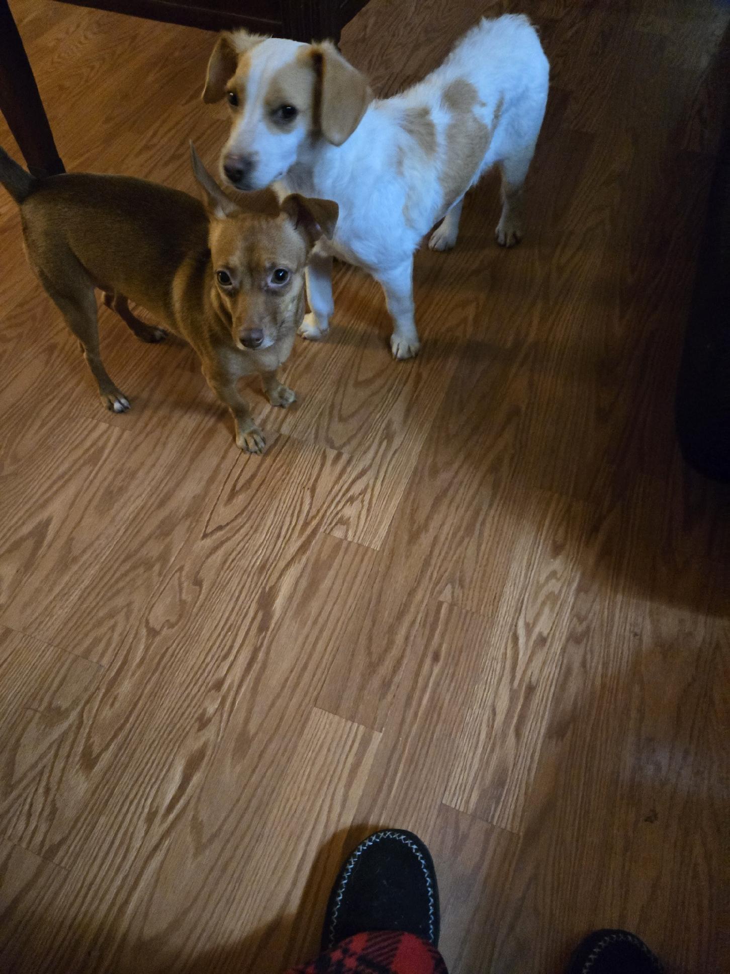 Enlarge Dobby The Tumbleweed, an adopted mixed breed in Lacey, WA image 2/5