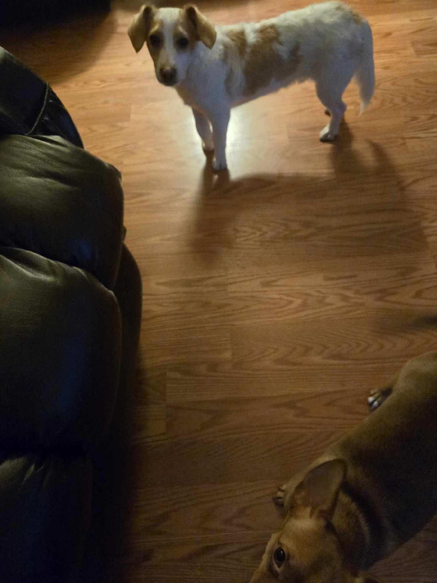 Enlarge Dobby The Tumbleweed, an adopted mixed breed in Lacey, WA image 4/5