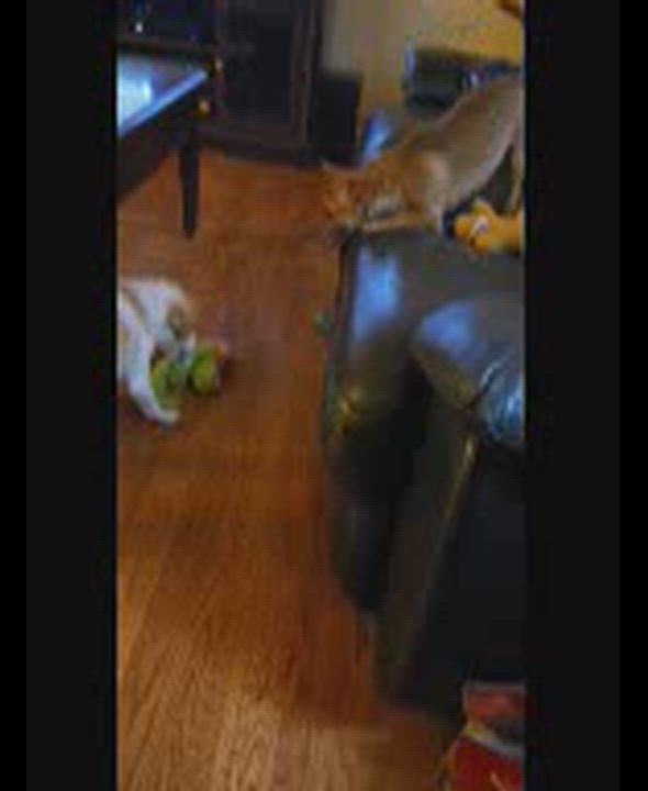 Enlarge Dobby The Tumbleweed, an adopted mixed breed in Lacey, WA video 3/5