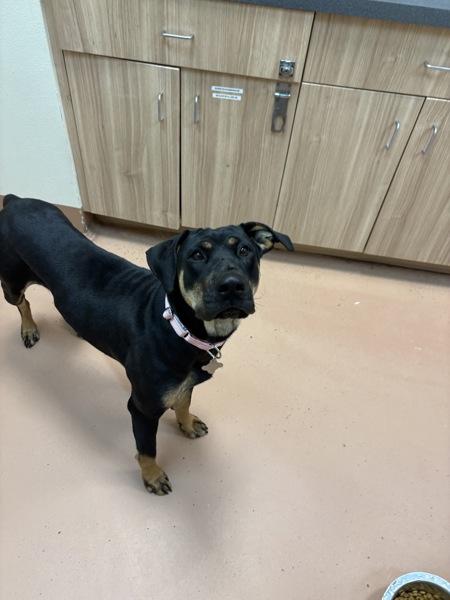 Daphne, Adoptable, Adult Female Doberman Pinscher.