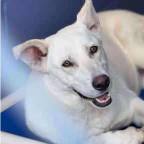 Honeysuckle, Adoptable, Adult Female White German Shepherd & Mixed Breed.