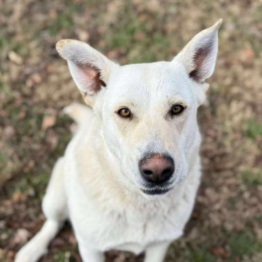 Enlarge Honeysuckle, a Adoptable mixed breed in Erie, PA image 2/2