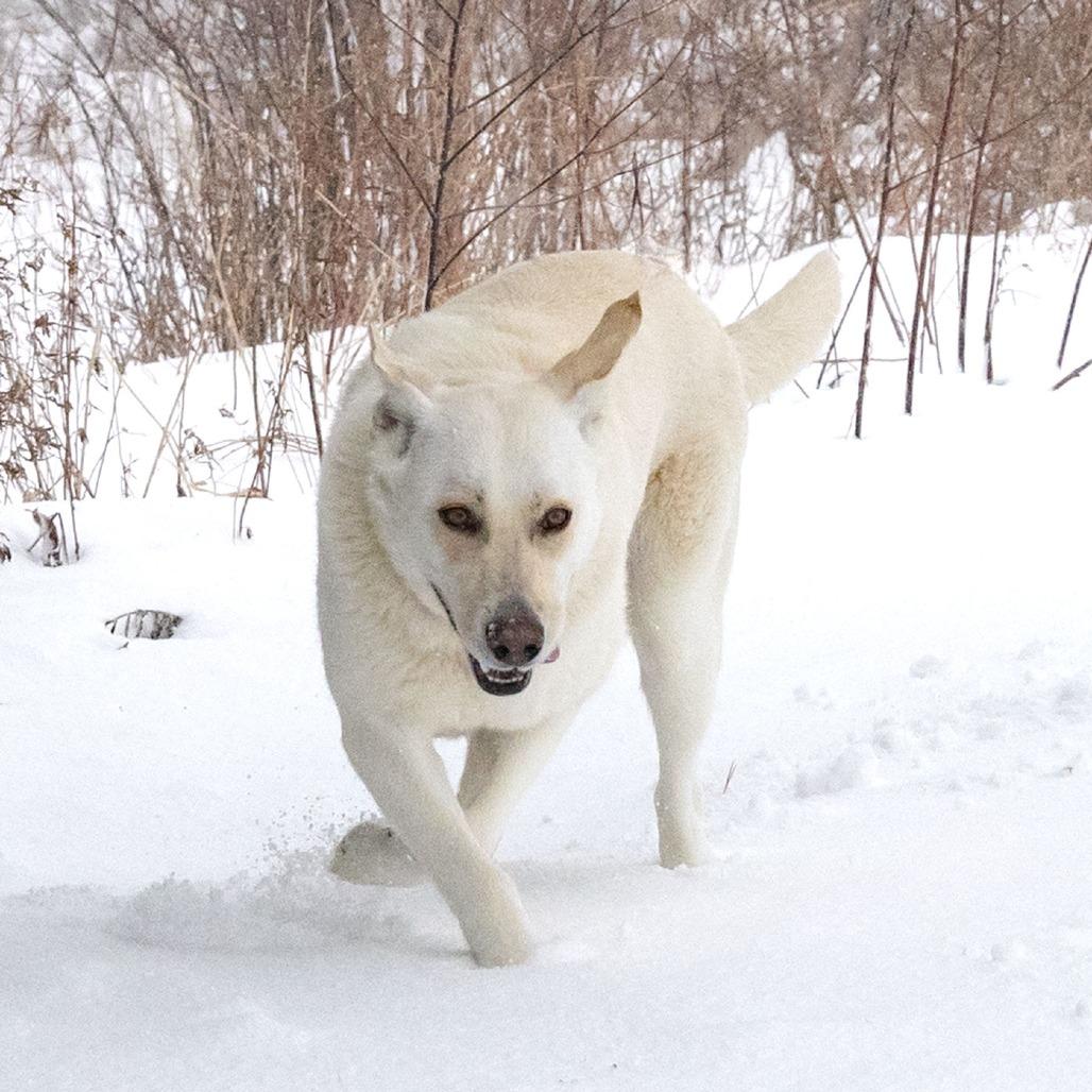 Honeysuckle, Adoptable, Adult Female White German Shepherd & Mixed Breed.