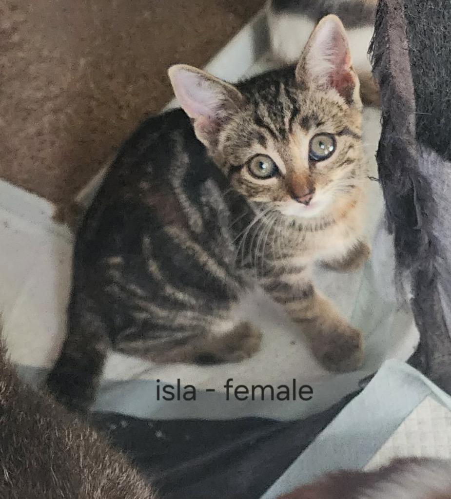 Isla, Adoptable, Kitten Female American Shorthair.
