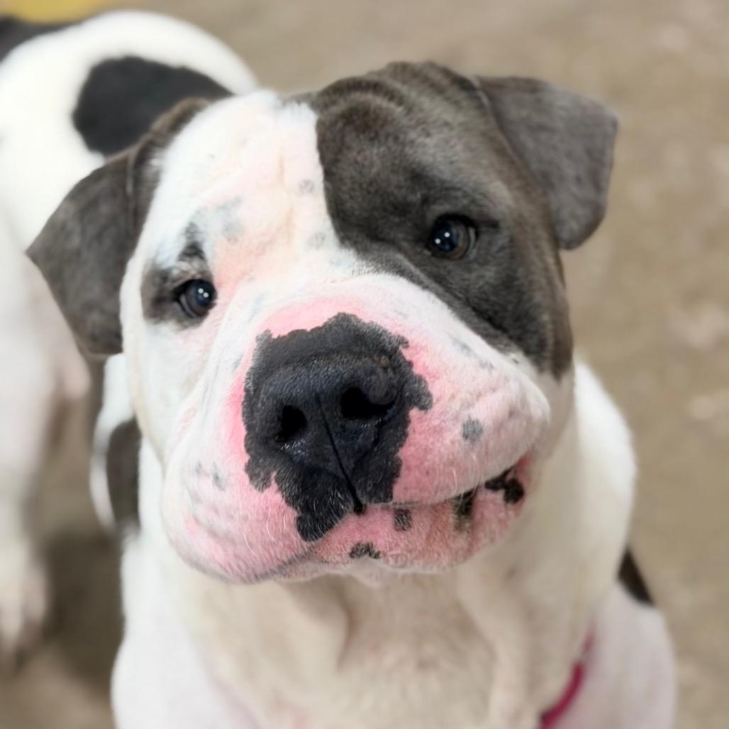 Tobler, Adoptable, Adult Male Shar-Pei & American Staffordshire Terrier.