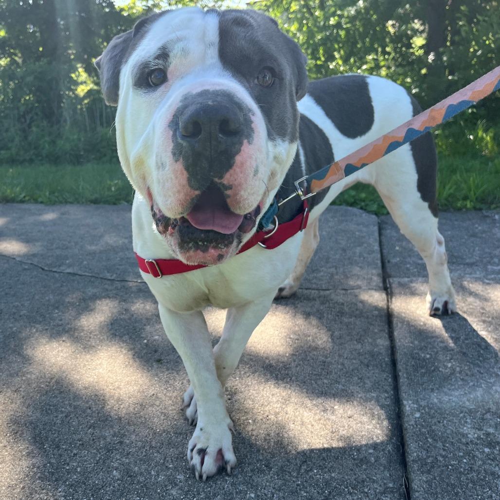 Enlarge Tobler, a Adoptable mixed breed in Champaign, IL image 2/6
