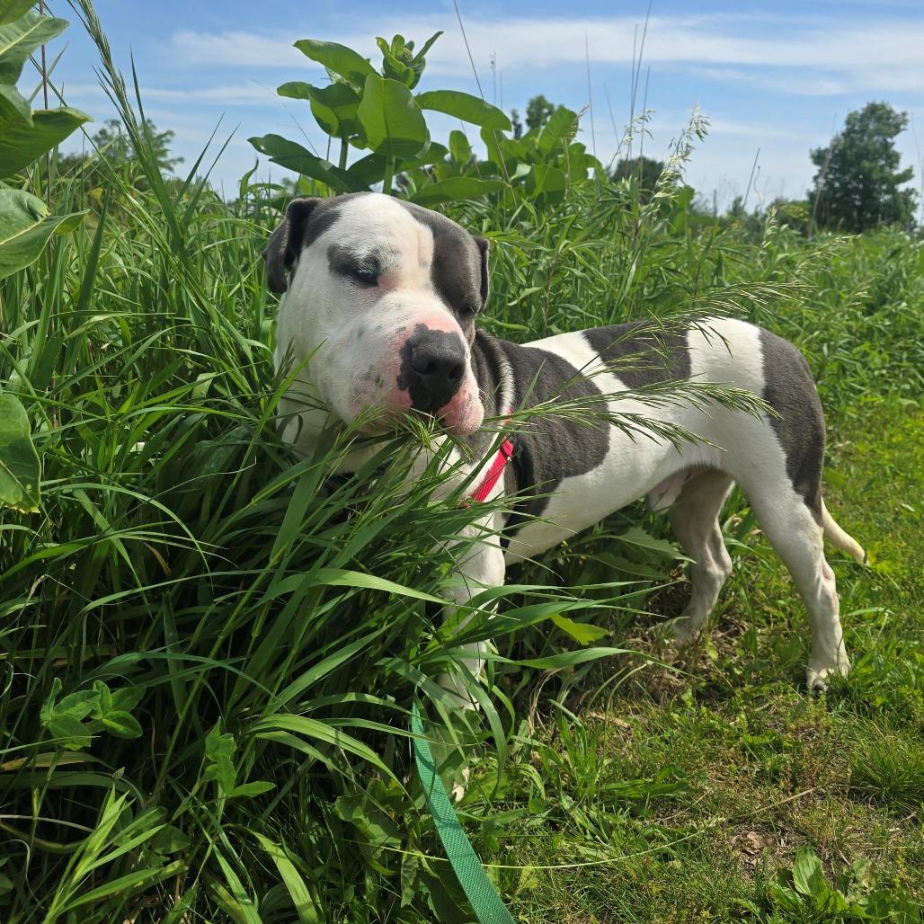 Enlarge Tobler, a Adoptable mixed breed in Champaign, IL image 3/6