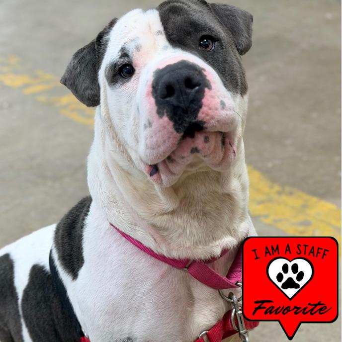 Enlarge Tobler, a Adoptable mixed breed in Champaign, IL image 3/6