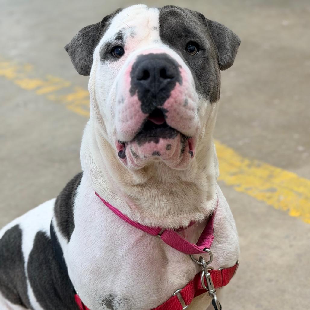 Enlarge Tobler, a Adoptable mixed breed in Champaign, IL image 4/6