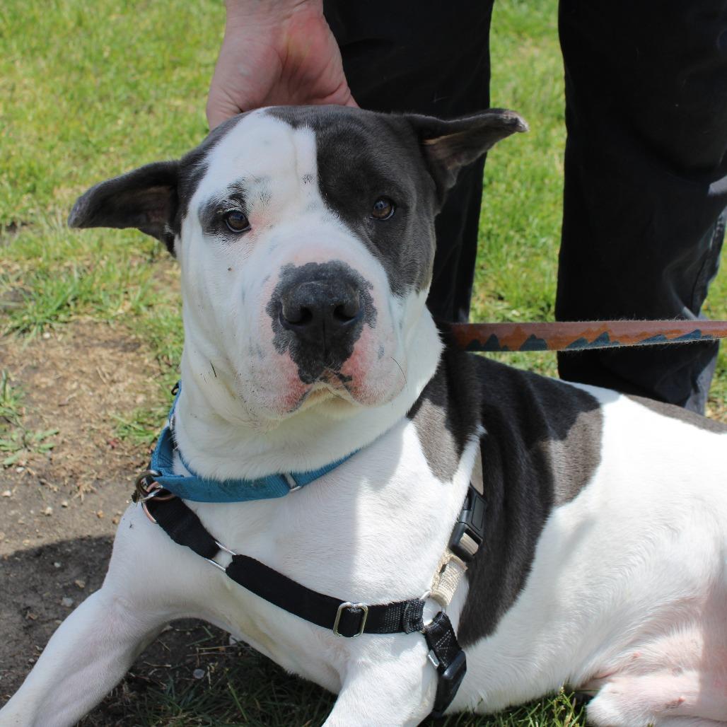 Enlarge Tobler, a Adoptable mixed breed in Champaign, IL image 5/6