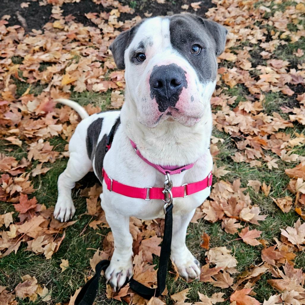 Enlarge Tobler, a Adoptable mixed breed in Champaign, IL image 6/6