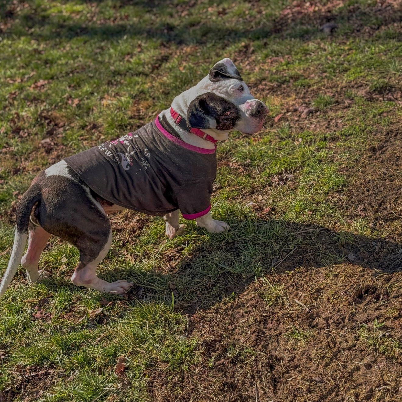 Enlarge Henny, a ADOPTABLE mixed breed in Junction City, KY image 3/3