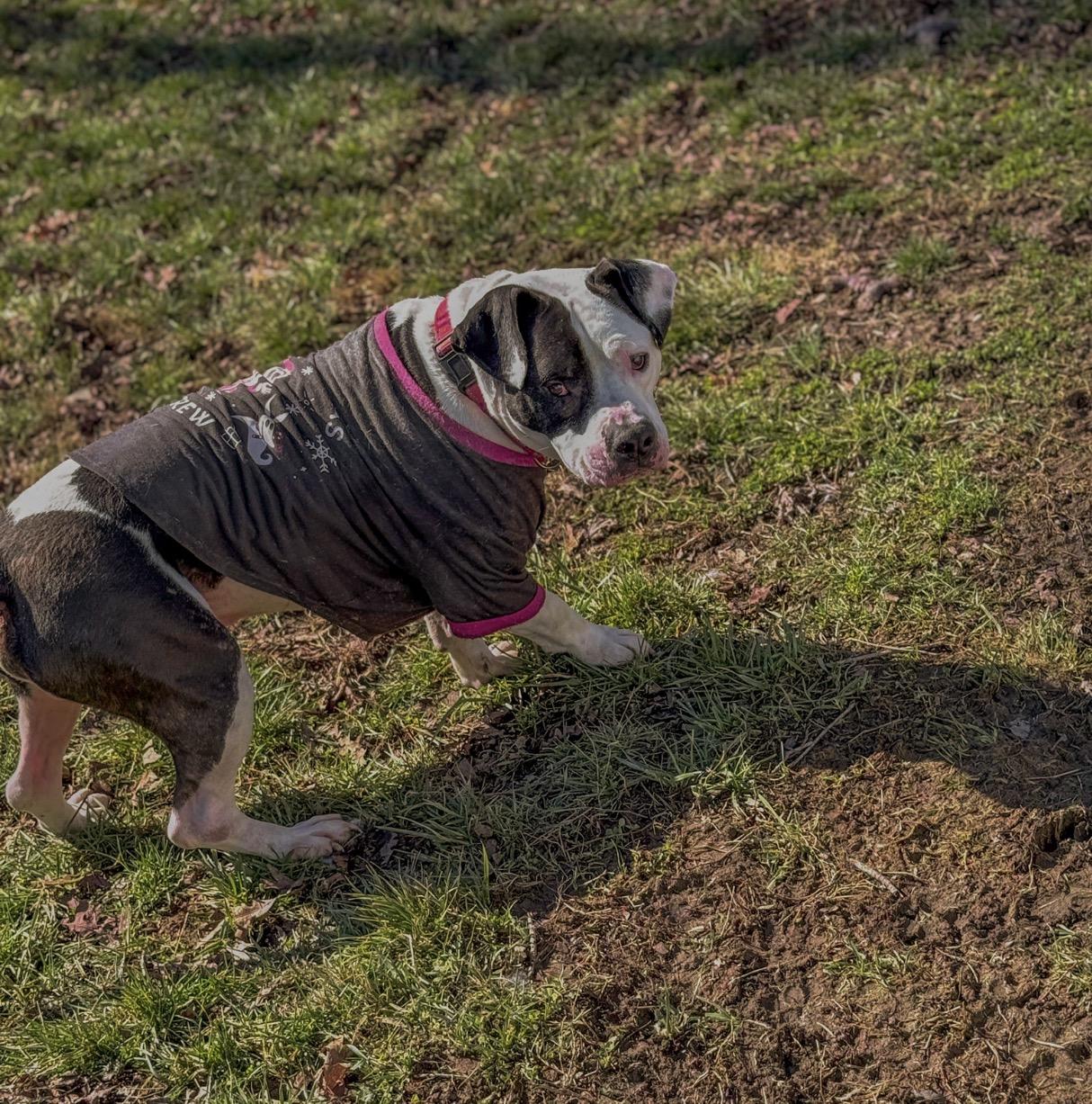 Enlarge Henny, a ADOPTABLE mixed breed in Junction City, KY image 2/3