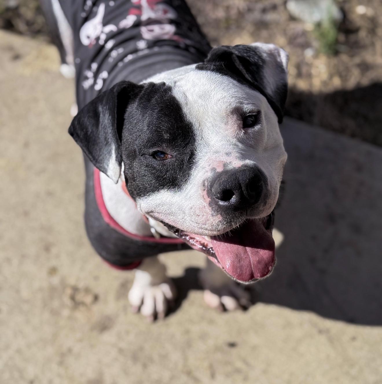 Enlarge Henny, a ADOPTABLE mixed breed in Junction City, KY image 1/3