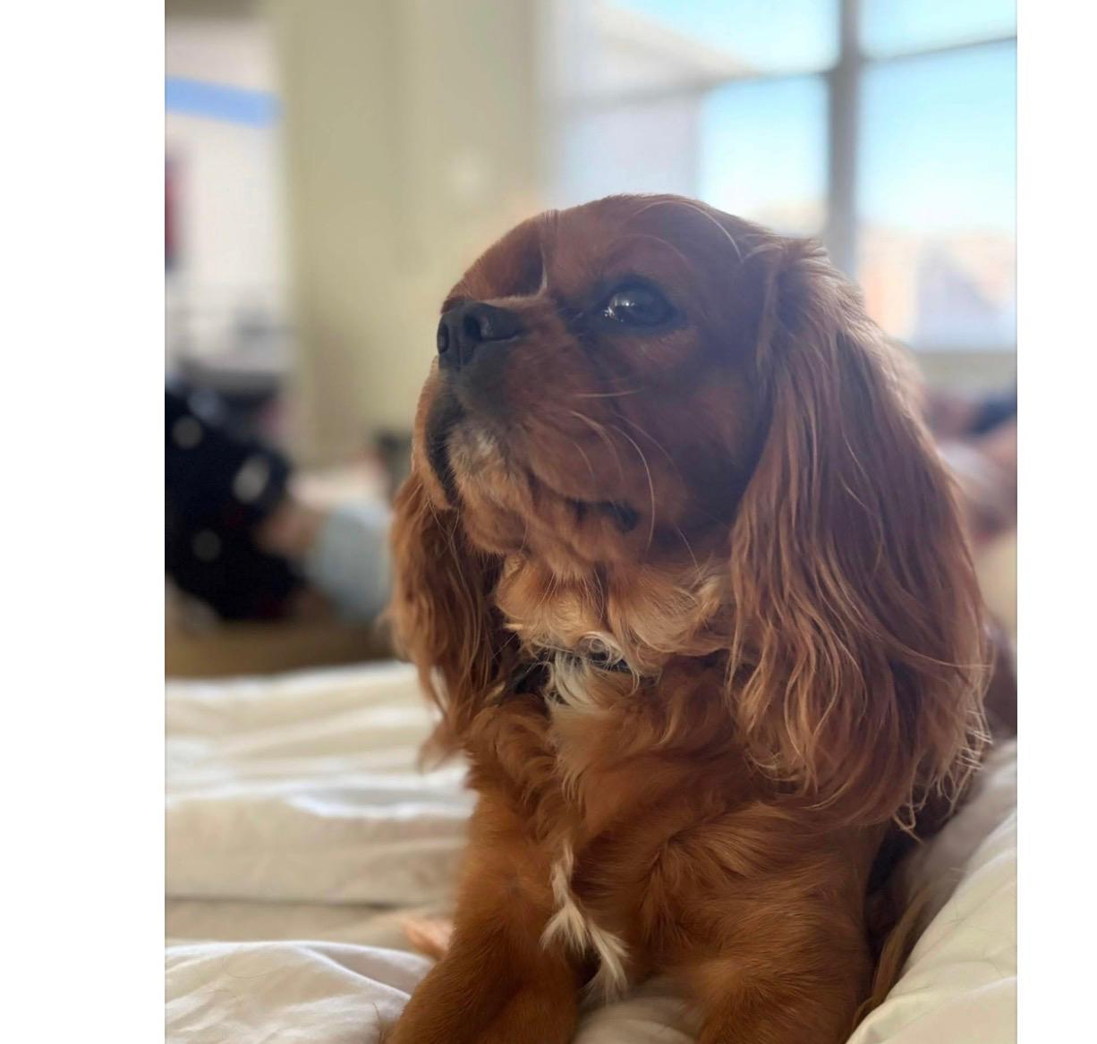 Cash, a Adoptable Cavalier King Charles Spaniel in Broken Arrow, OK image 1/3
