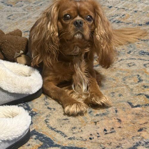 Cash, Adoptable, Young Male Cavalier King Charles Spaniel.
