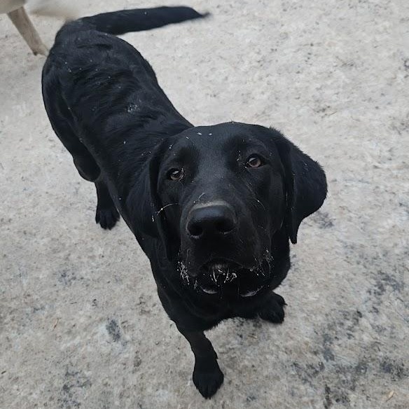 Enlarge Sadie, a ADOPTABLE mixed breed in Watertown, SD image 2/3