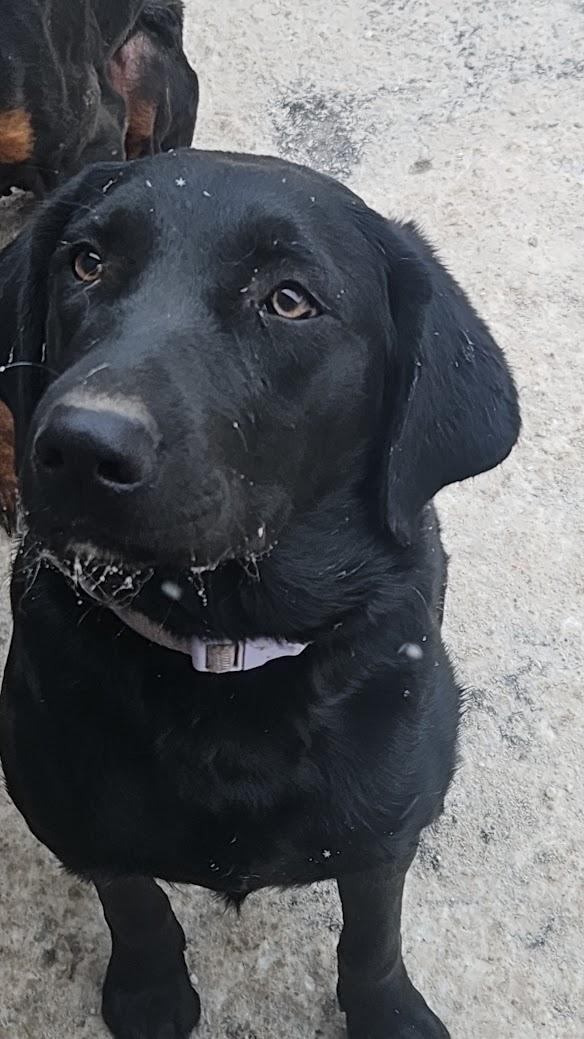 Enlarge Sadie, a ADOPTABLE mixed breed in Watertown, SD image 3/3