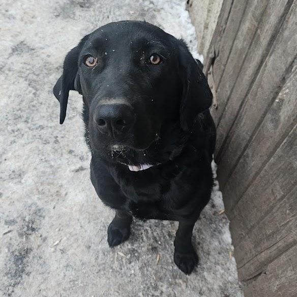 Enlarge Sadie, a ADOPTABLE mixed breed in Watertown, SD image 1/3