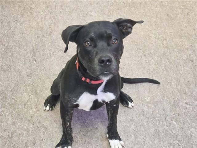 BROADWAY, Adoptable, Young Male Pit Bull Terrier.