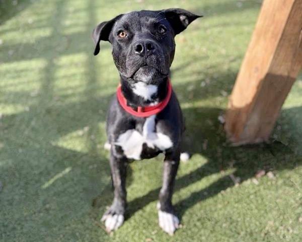 BROADWAY, Adoptable, Young Male Pit Bull Terrier.