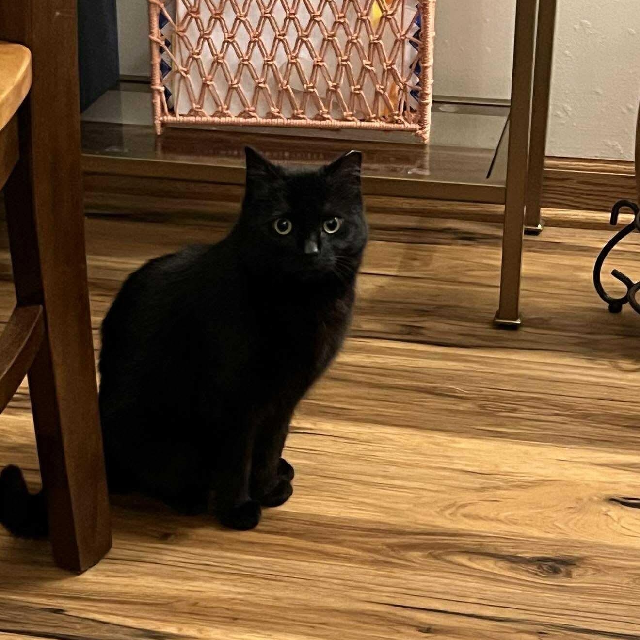 Enlarge Wednesday, a Adoptable Domestic Short Hair in Milwaukee, WI image 4/5