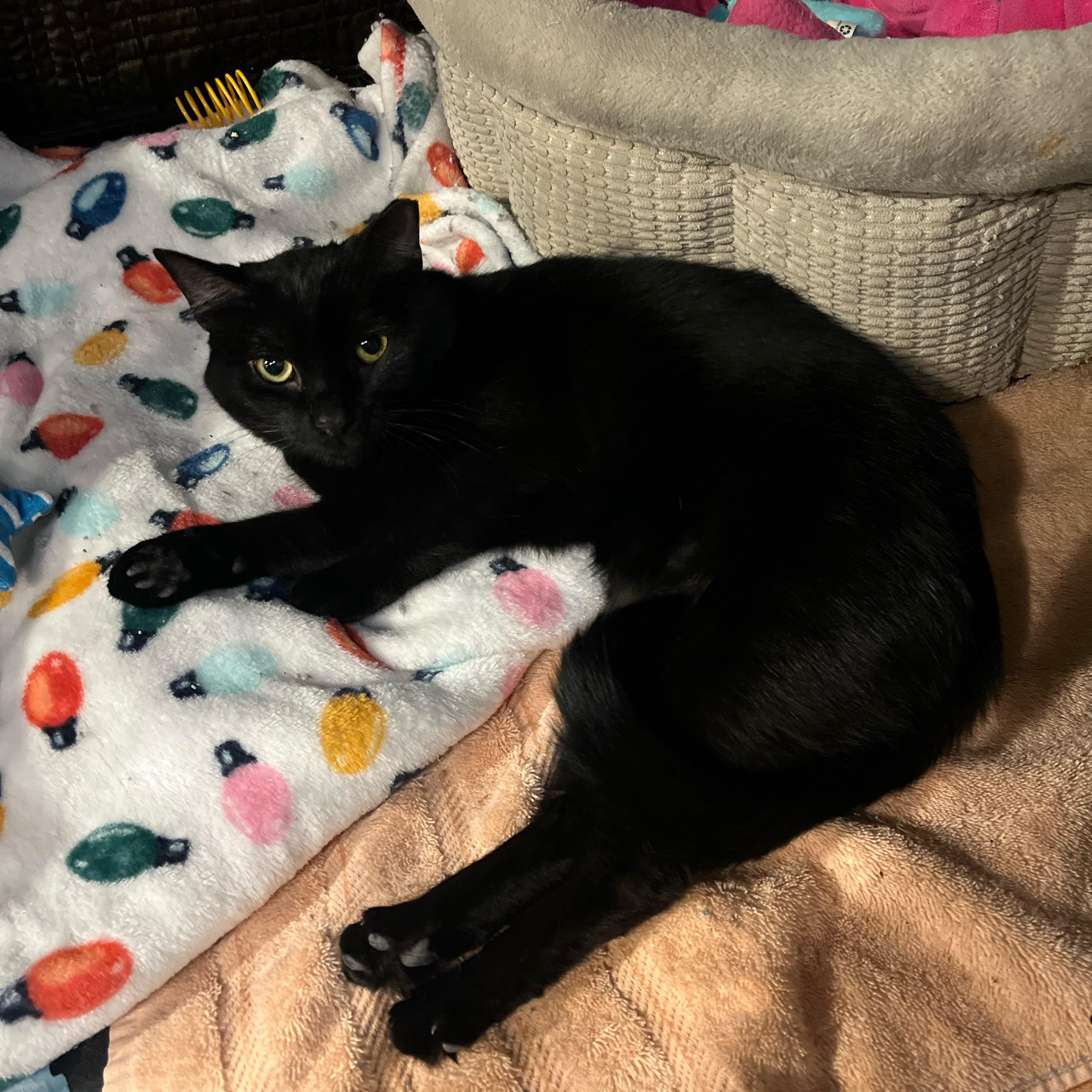 Enlarge Wednesday, a Adoptable Domestic Short Hair in Milwaukee, WI image 3/5