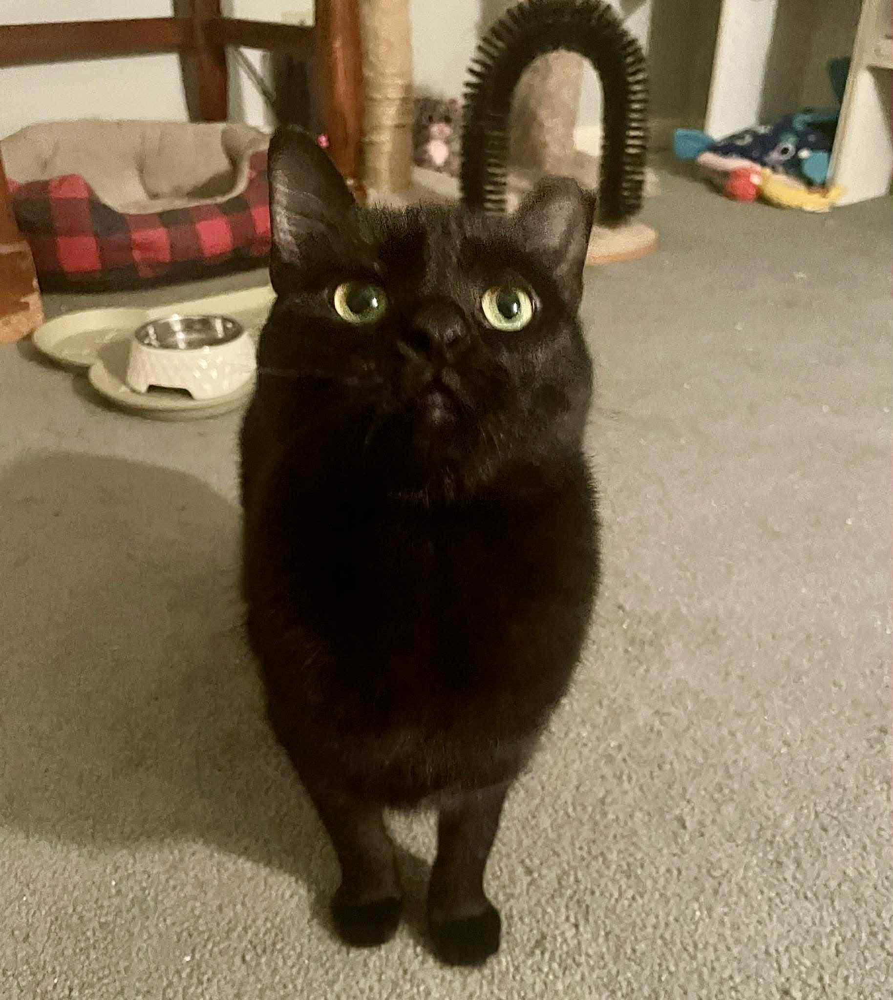 Enlarge Wednesday, a Adoptable Domestic Short Hair in Milwaukee, WI image 1/5