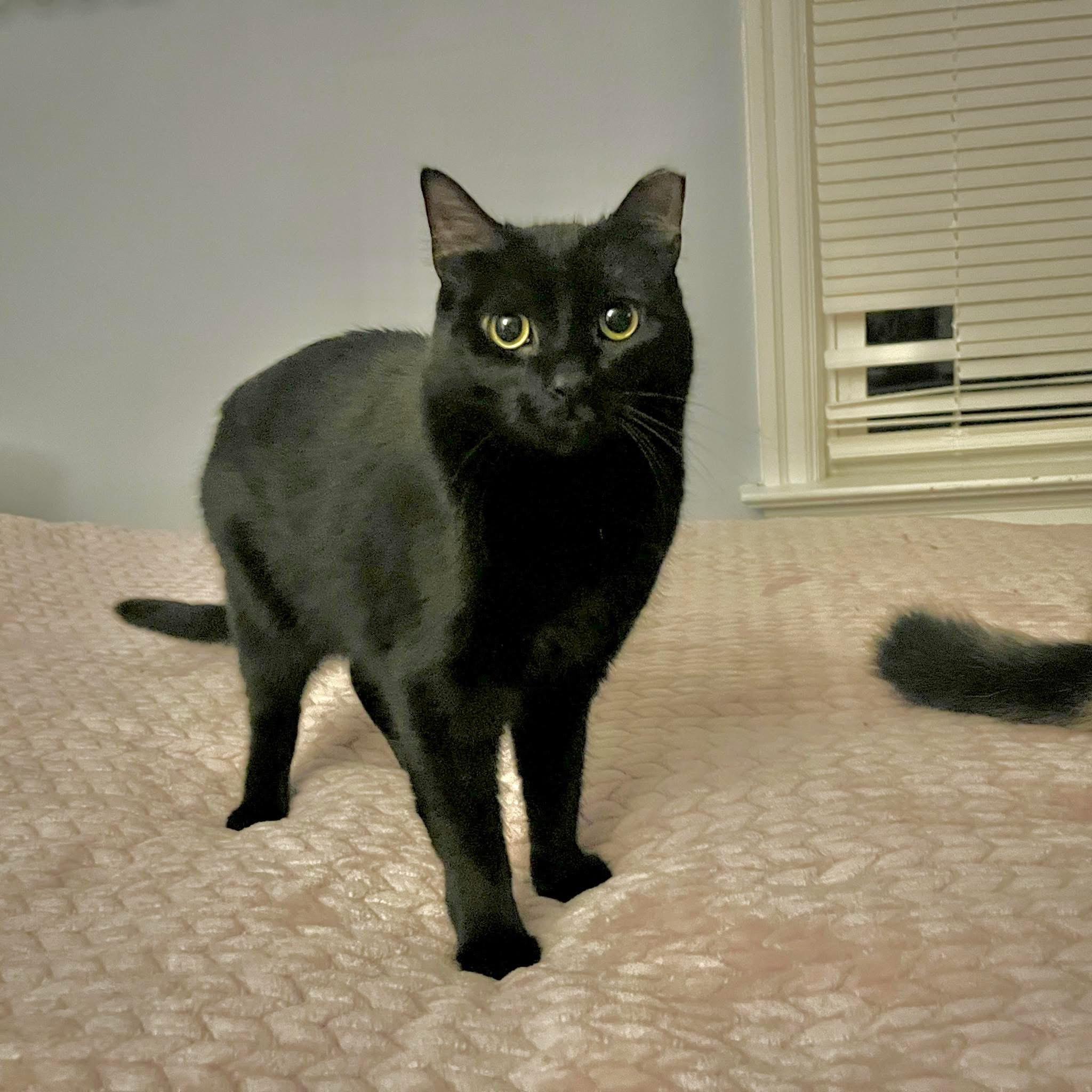 Enlarge Wednesday, a Adoptable Domestic Short Hair in Milwaukee, WI image 2/5