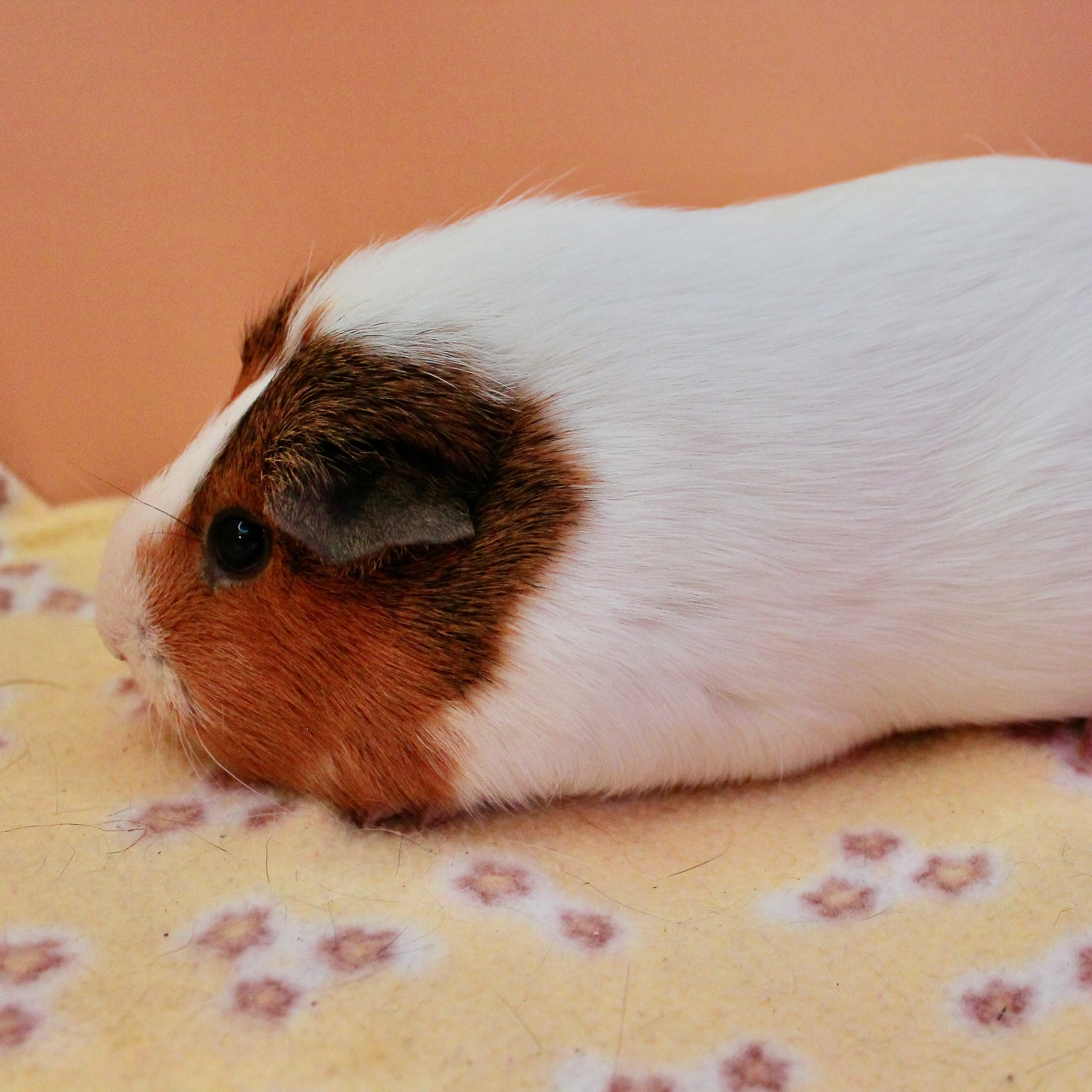 Cookie, Adoptable, Adult Female Guinea Pig & Short-Haired.