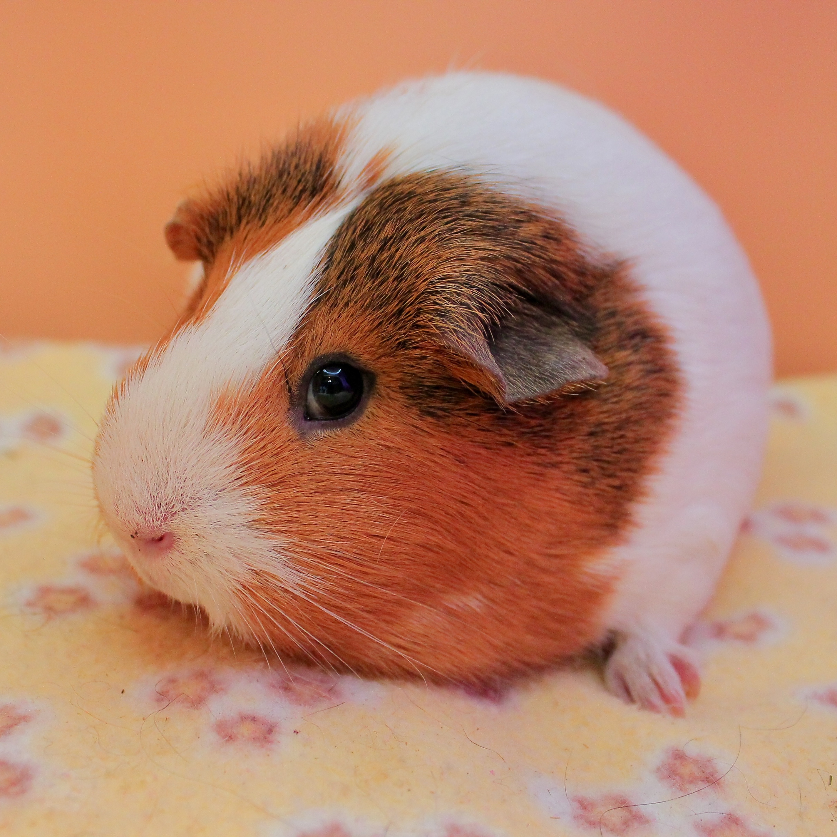 Cookie, a Adoptable mixed breed in Eagle River, AK image 2/3