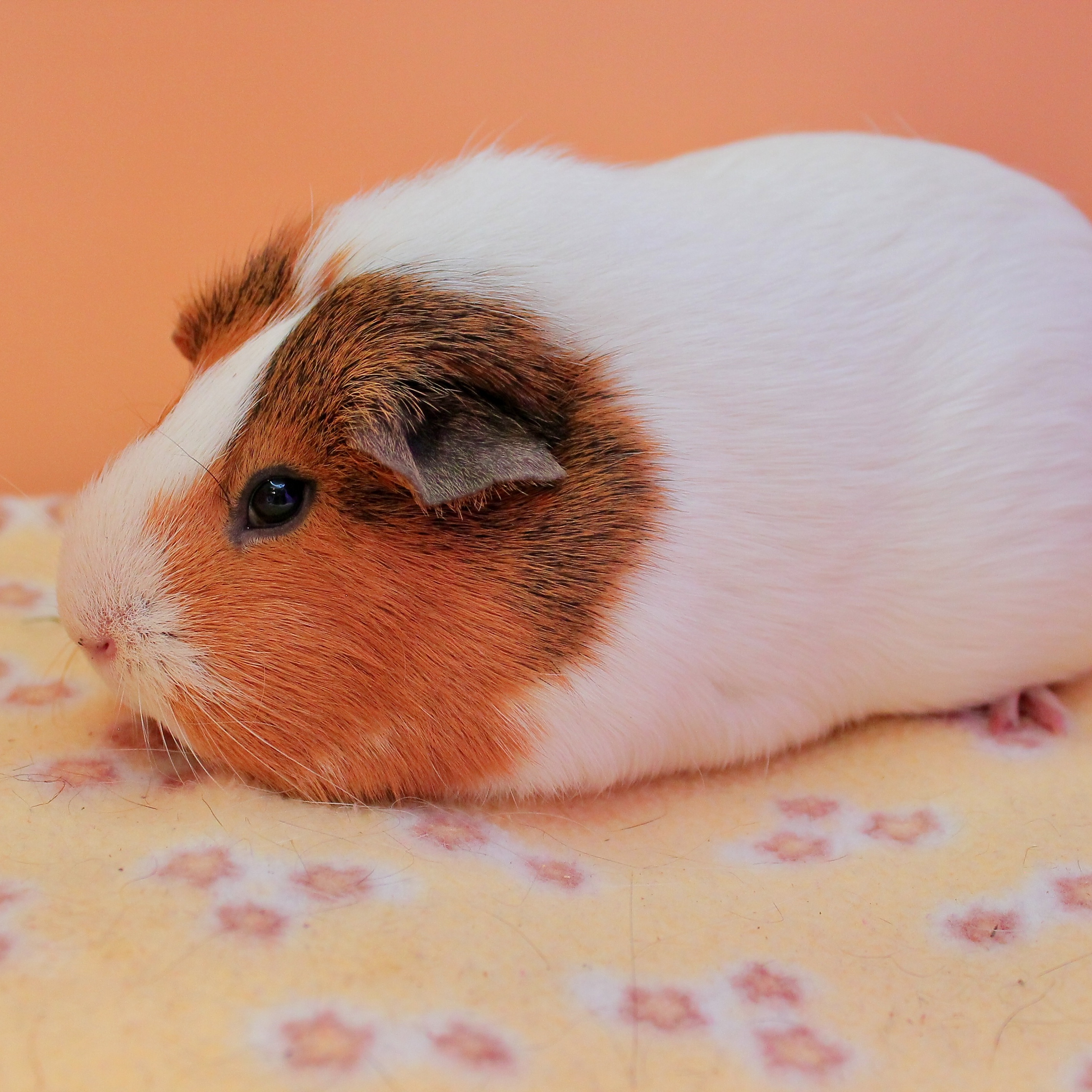 Cookie, a Adoptable mixed breed in Eagle River, AK image 3/3