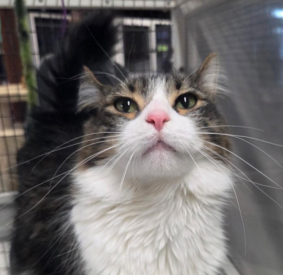 Enlarge Joda, an adopted mixed breed in Las Cruces, NM image 1/2