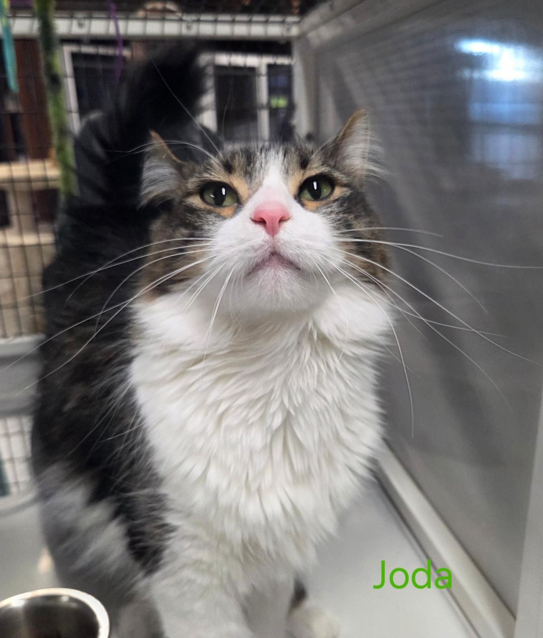 Enlarge Joda, an adopted mixed breed in Las Cruces, NM image 2/2