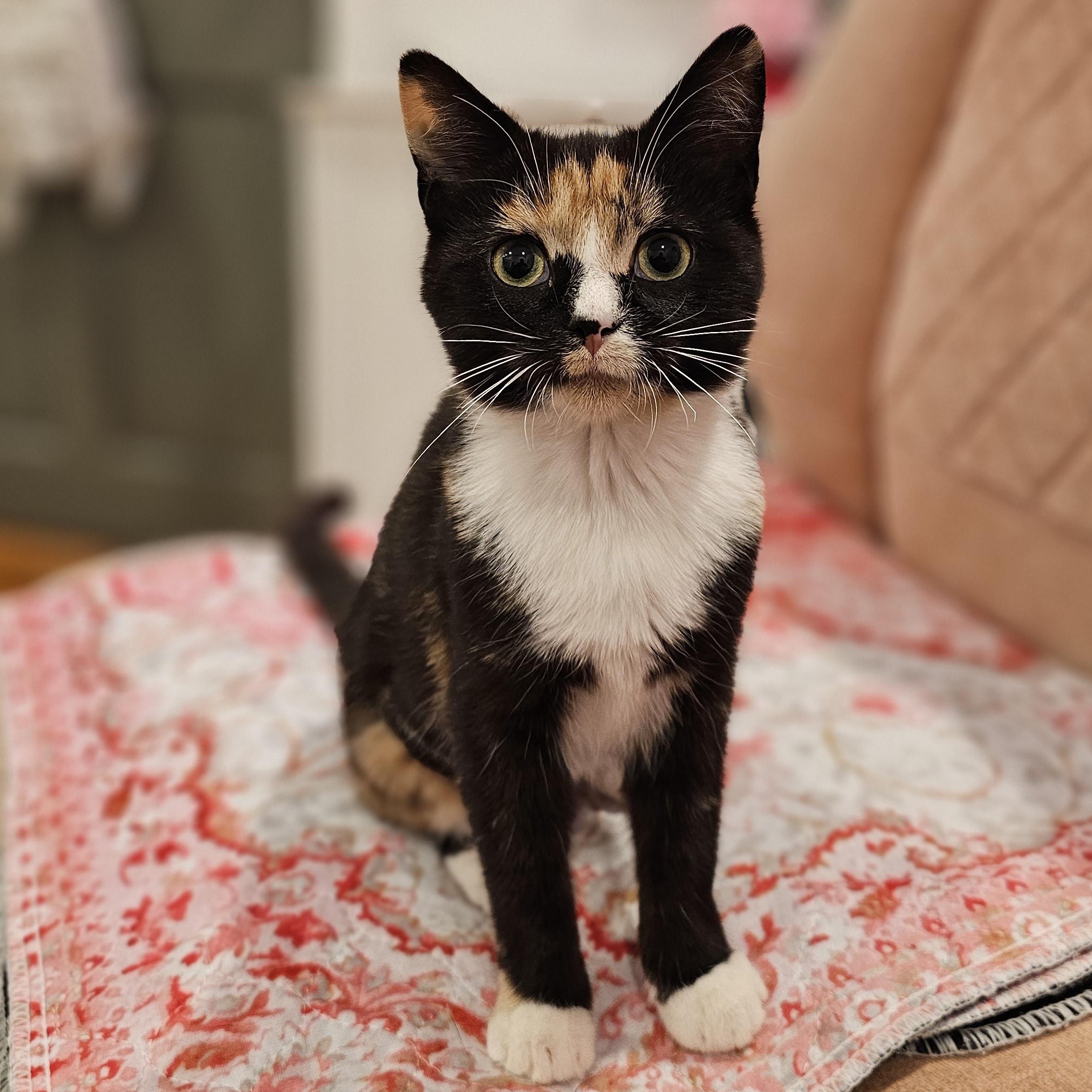 Wren, Adoptable, Kitten Female Domestic Short Hair.