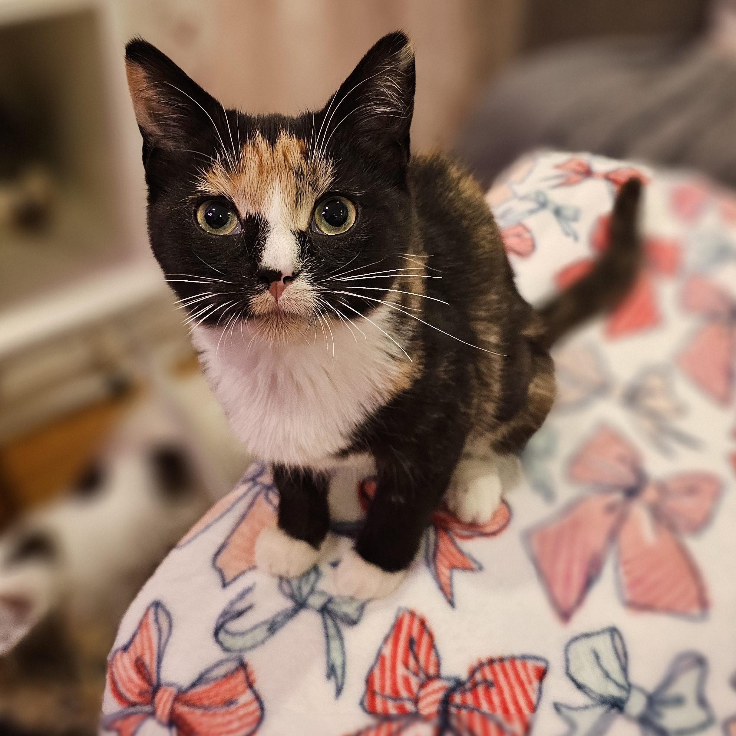 Enlarge Wren, a Adoptable Domestic Short Hair in Philadelphia, PA image 2/2