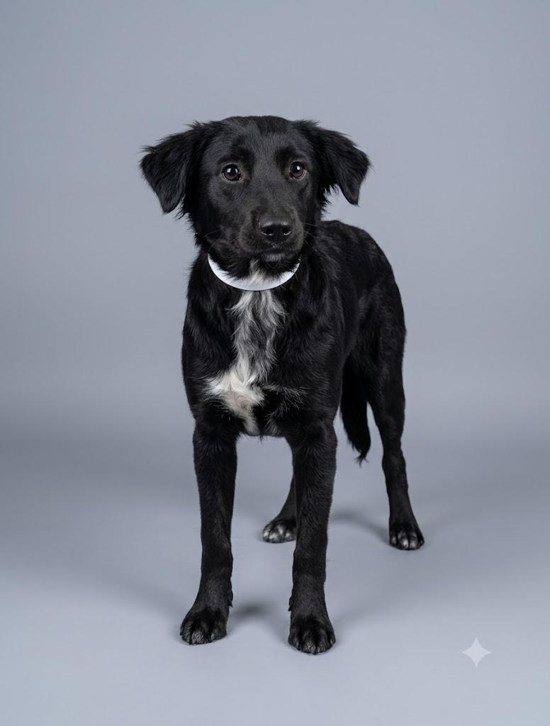 Enlarge Tip, an adopted mixed breed in Wooster, OH image 1/1