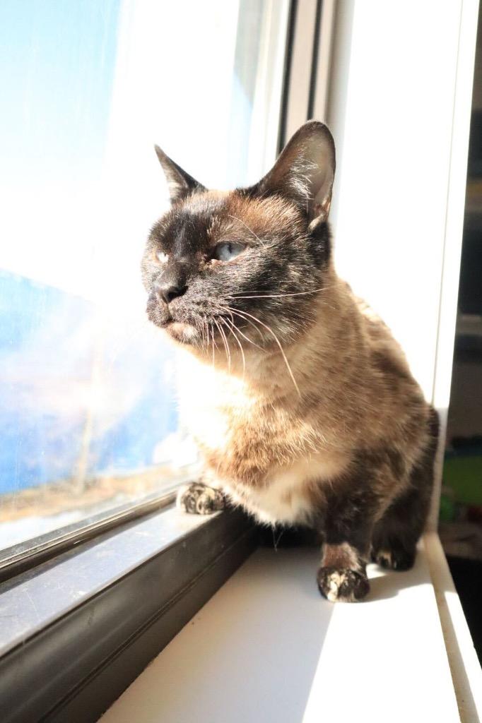 Enlarge Elsa, a Adoptable mixed breed in Minot, ND image 1/1