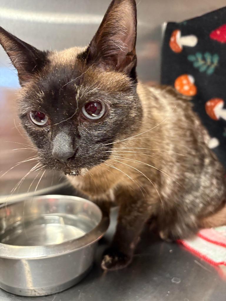 Elsa — thumbnail 2