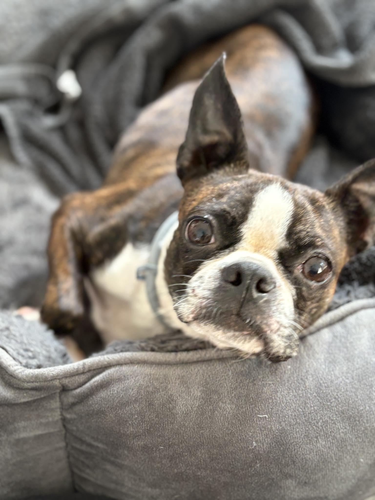 Enlarge Pumpkin, an adopted Boston Terrier in New York, NY image 1/1