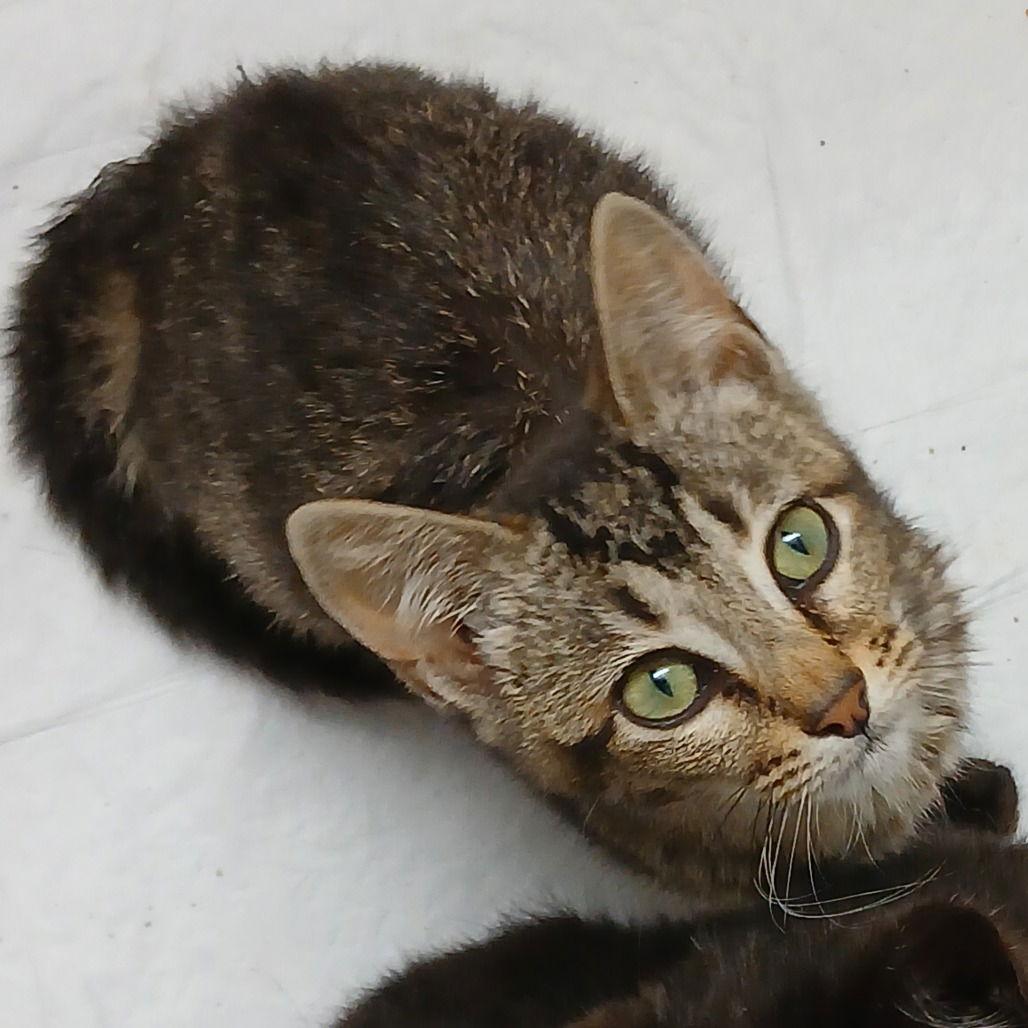 Clawdia — thumbnail 3