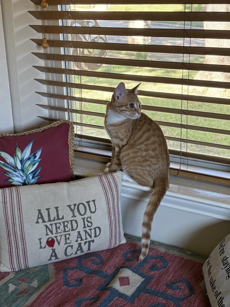 Enlarge Mabel, a Adoptable mixed breed in Richardson, TX image 1/6